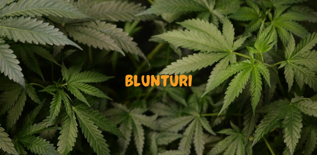 blunturi