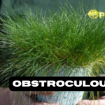 Obstroculous