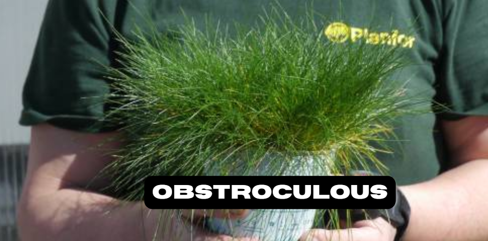 Obstroculous