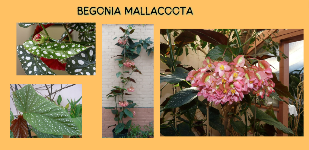 Begonia Mallacoota