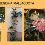 Begonia Mallacoota