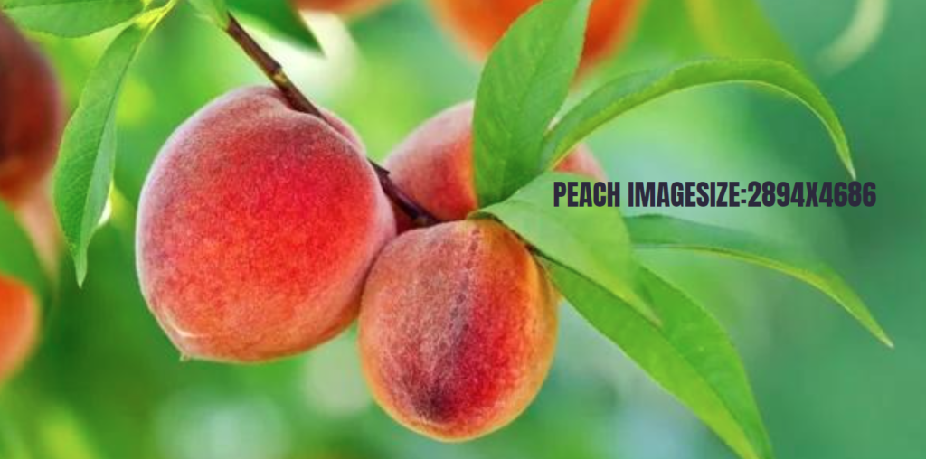 peach imagesize:2894x4686