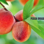 peach imagesize:2894x4686